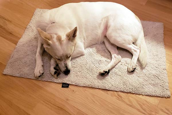 Best Area Rugs For Dogs: No More Dog Hair on Your Carpet – Anything