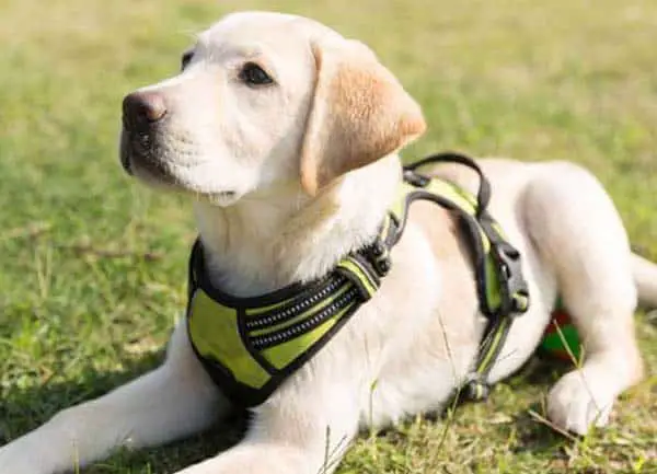 Best Dog Collars And Leashes For Large Breeds