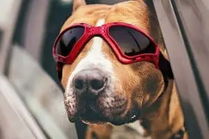 Best Dog Goggles