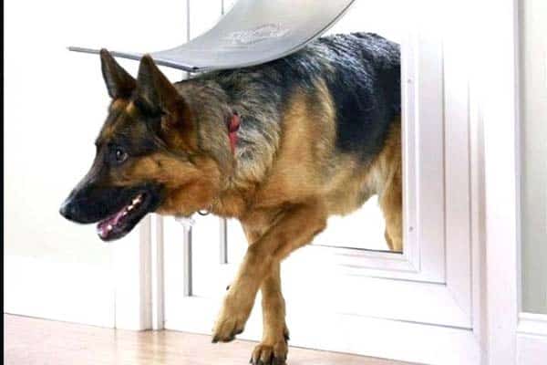 Best Electronic Dog Door