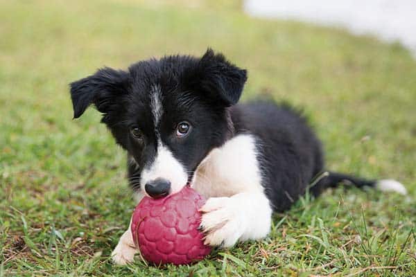 self moving dog ball