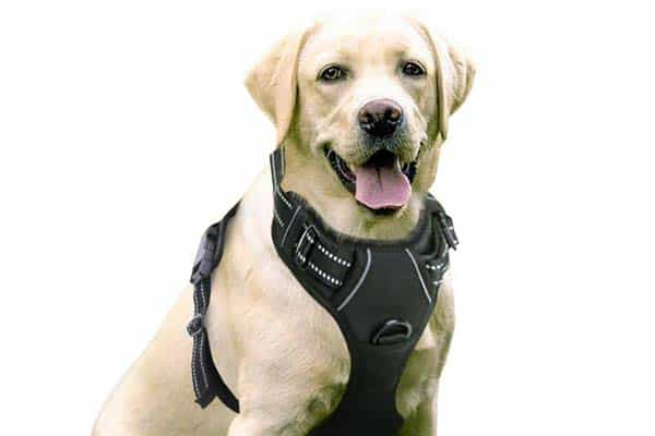 Best No Pull Dog Harness