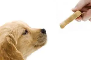 Best Treats For Puppies