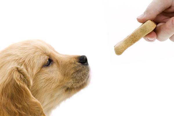 Best Treats For Puppies