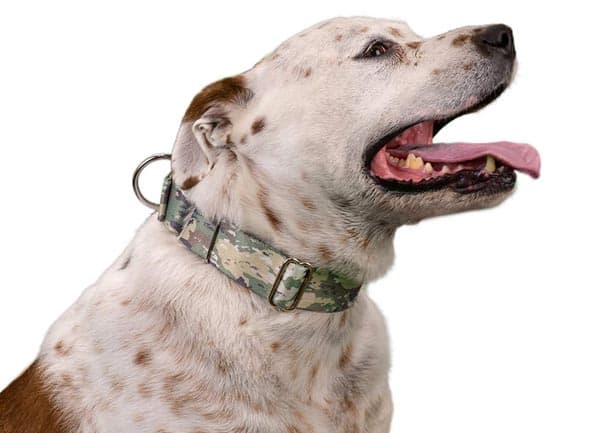 Camo Martindale Dog Collar