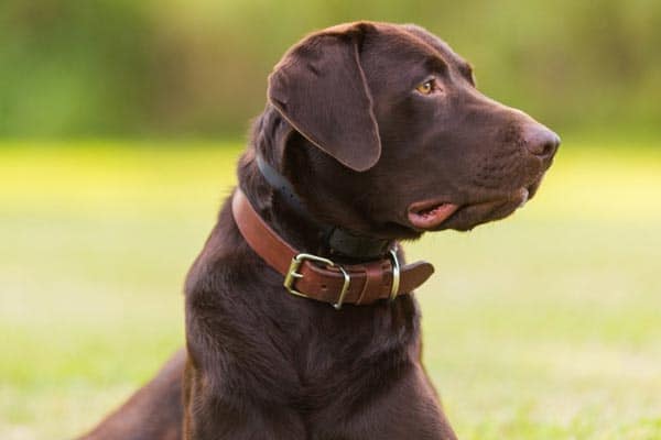 Chocolate Labrador Retriever