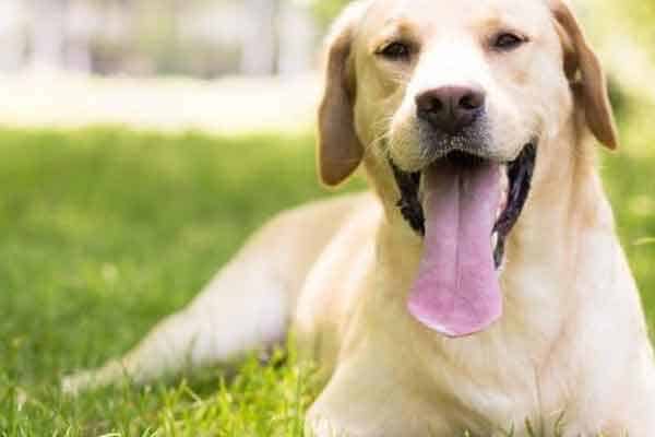 Labrador Retriever temperament