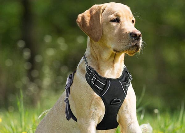 No-Pull Reflective Dog Harness