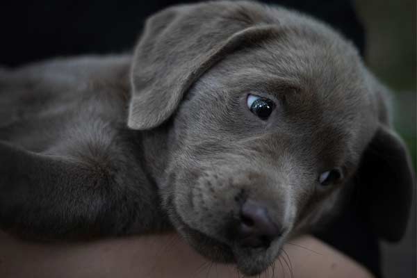 Silver Labrador