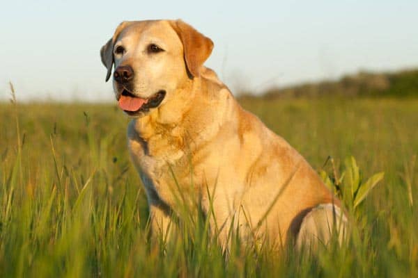 yellow and chocolate lab