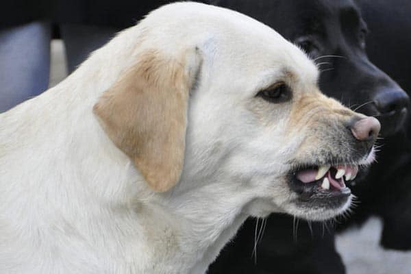 aggressive labrador