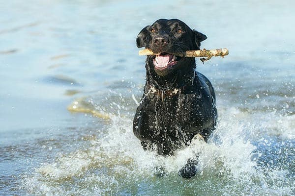 how to train labrador retriever