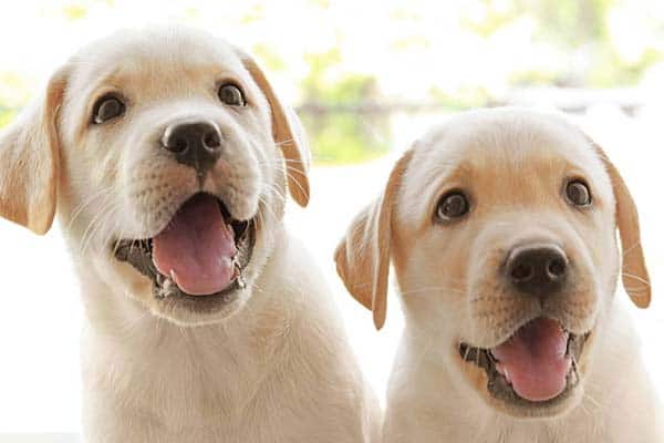 labrador Puppy Potty Training