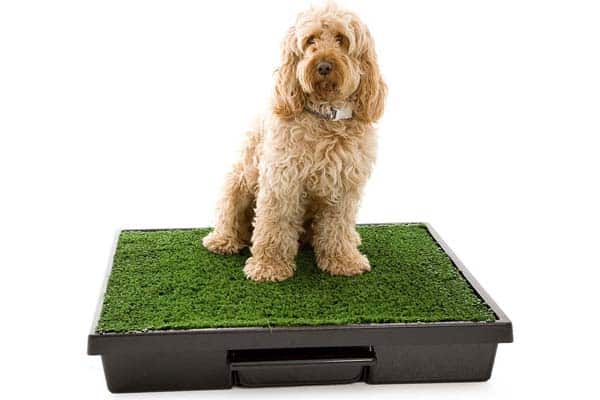 Best Indoor Dog Potty