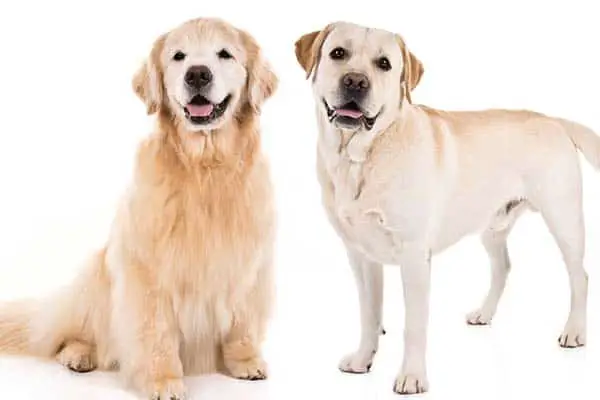 Labrador Retriever vs Golden Retriever