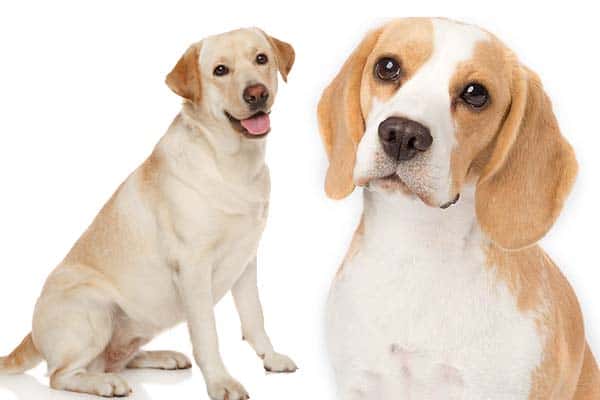 Beagle vs Labrador Retriever