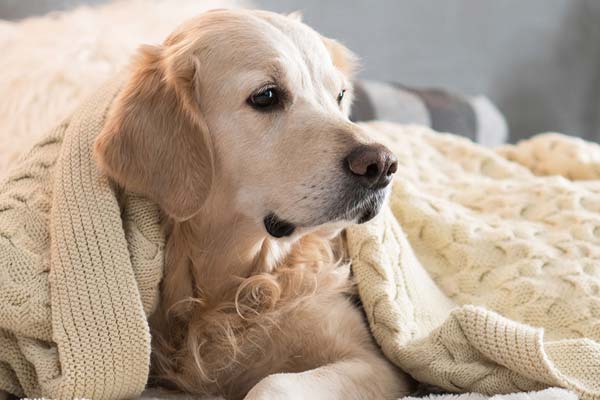 Best Dog Bed For Chewers