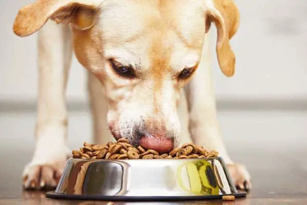 Best Dog Food For Sensitive Stomach