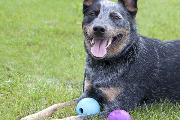 Best Dog Toys For Large Breeds