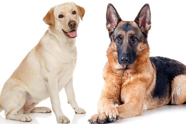 German Shepherd vs Labrador Retriever