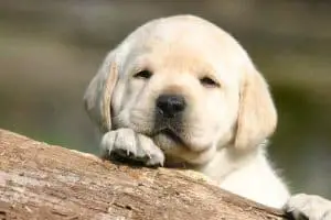 How To Find A Healthy Labrador Puppy