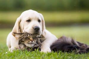 Labrador and cats