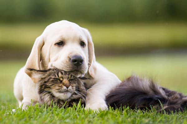 Are Labrador Retrievers Good With Cats 