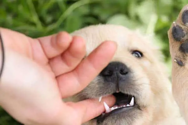 Stop Your Labrador Puppy Biting