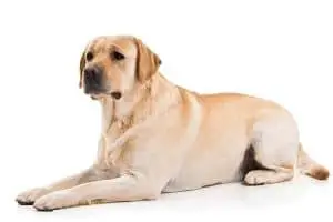 Train your Labrador to Lie Down and Stay