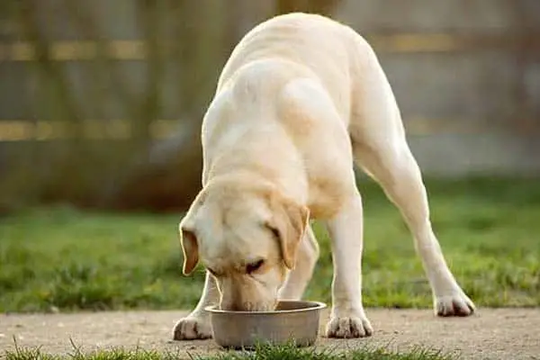 Best-Dog-Food-for-Labrador-Retrievers