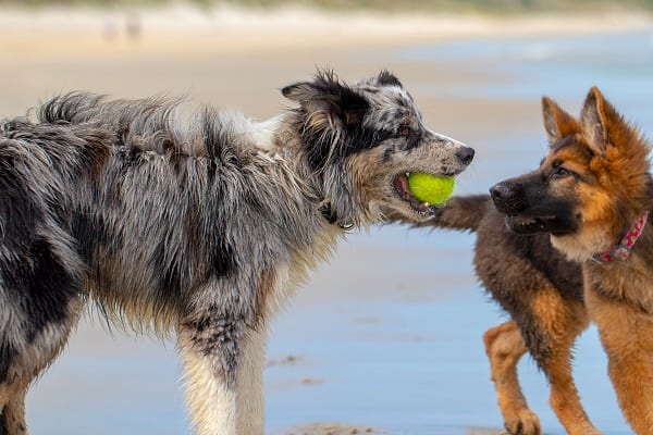 best chew toys for labs featured