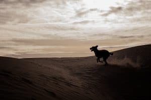 dog-running-on-sand