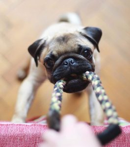 dog-with-tug-toy