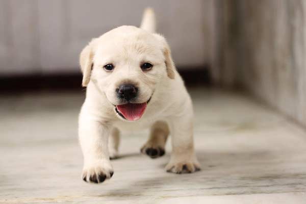 Labrador Puppy Food Chart