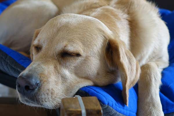 Labrador Sleeping Too Much