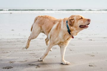 best comb for labrador