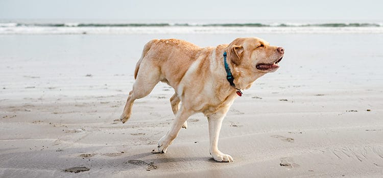 best deshedder for labs