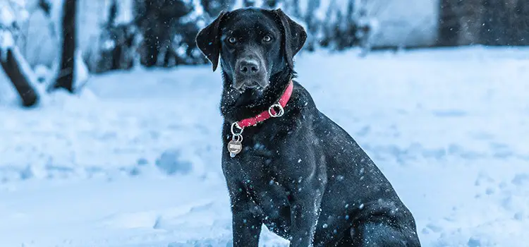 labrador pulling on lead