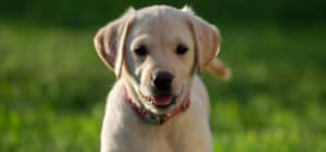 labrador for sale how to vet your breeder