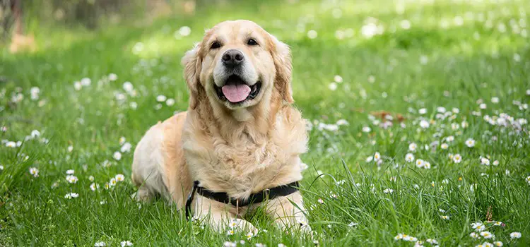 labrador puppies for sale how to find the perfect lab puppy