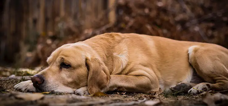 top 8 best dog beds for lab