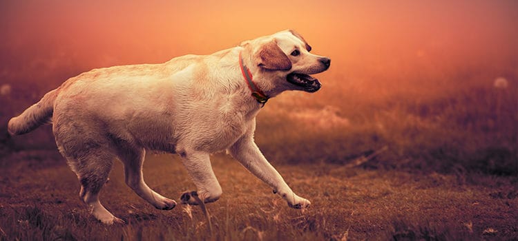 best dog nail clippers for labrador