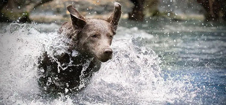 what is the best labrador shampoo