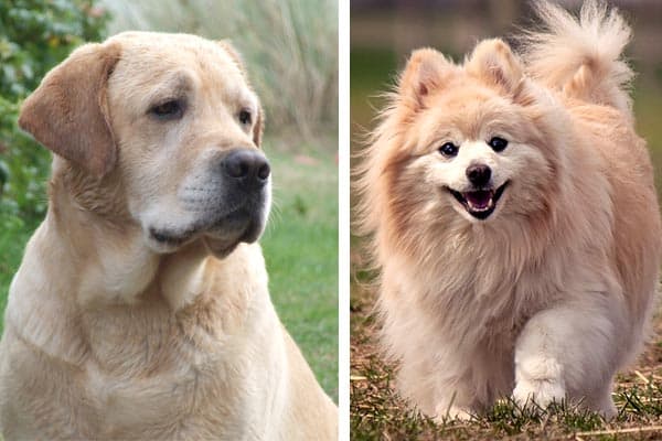 pomeranian cross breed dogs