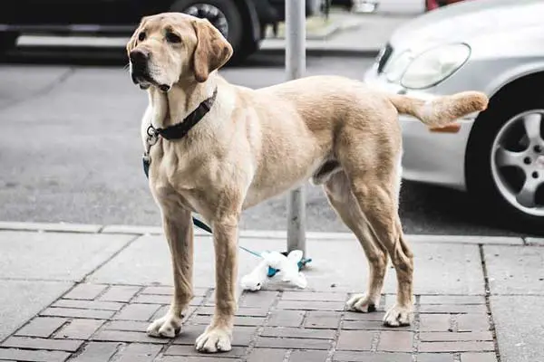 Are Labrador Retrievers Good Guard Dogs