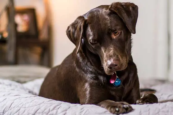 Are Labradors Good Apartment Dogs