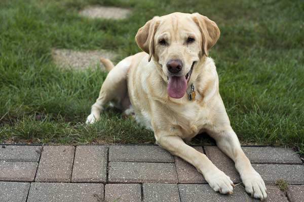 Can You Shave a Labrador Retriever