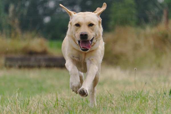 How Fast Can a Labrador Retriever Run
