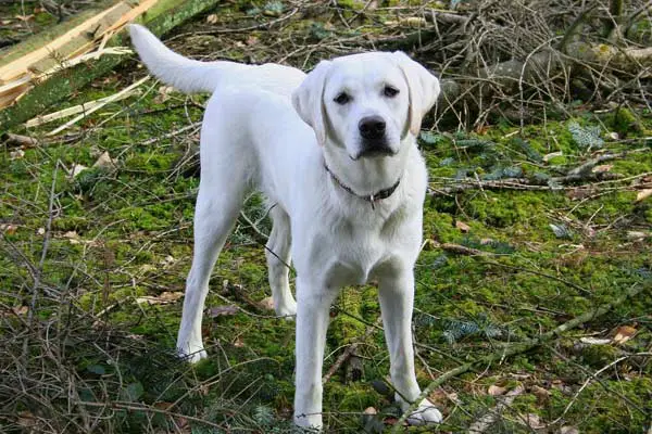 How Much Does a White Labrador Cost