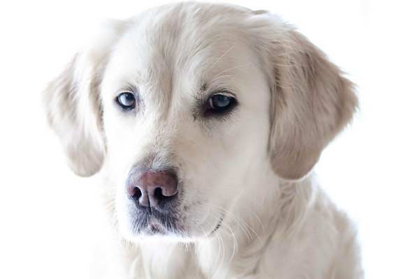When Should you Spay a Labrador Retriever